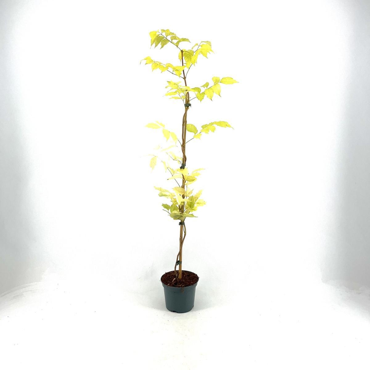 Campsis rad. 'Flamenco', D 17 cm