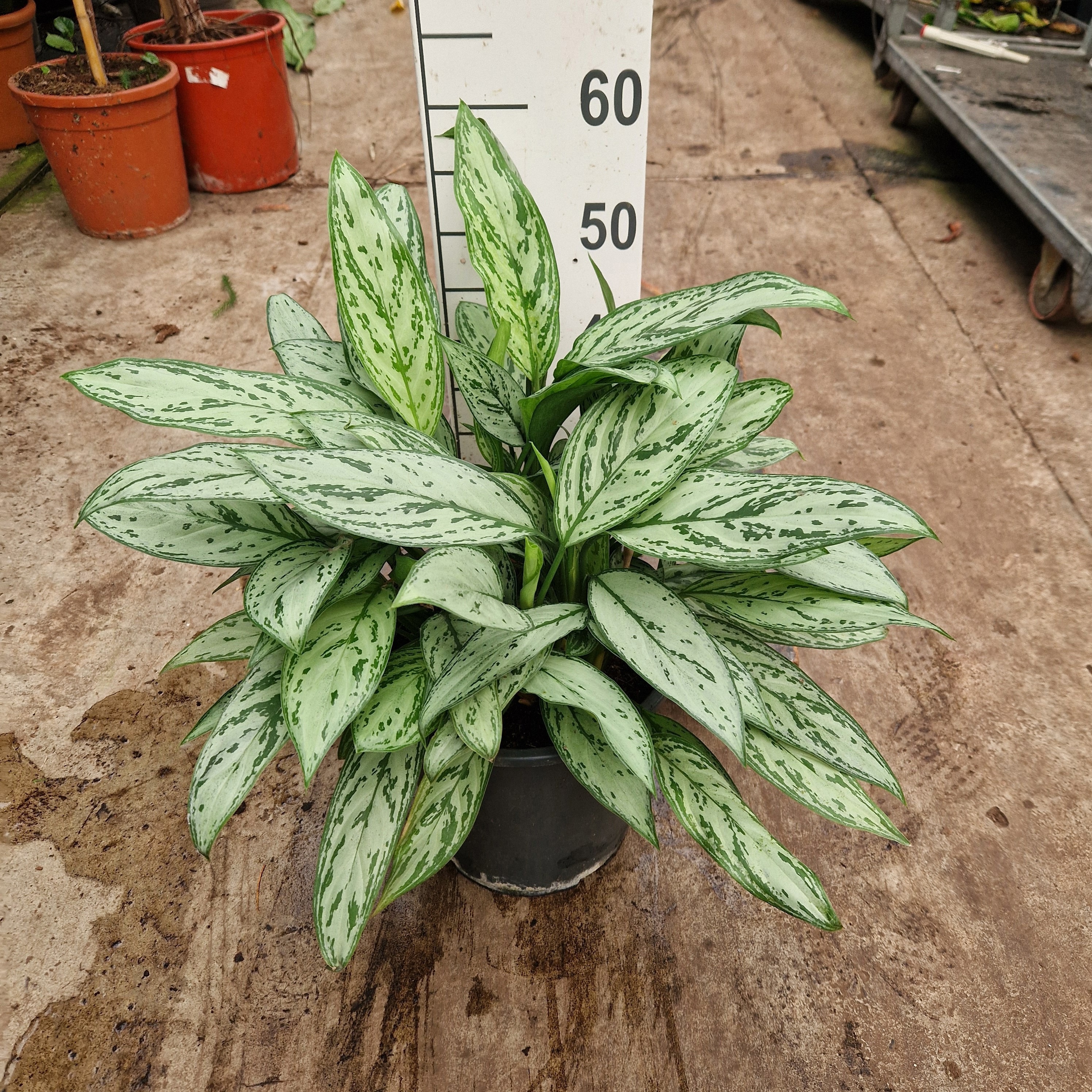 Aglaonema Silver Queen, D 27