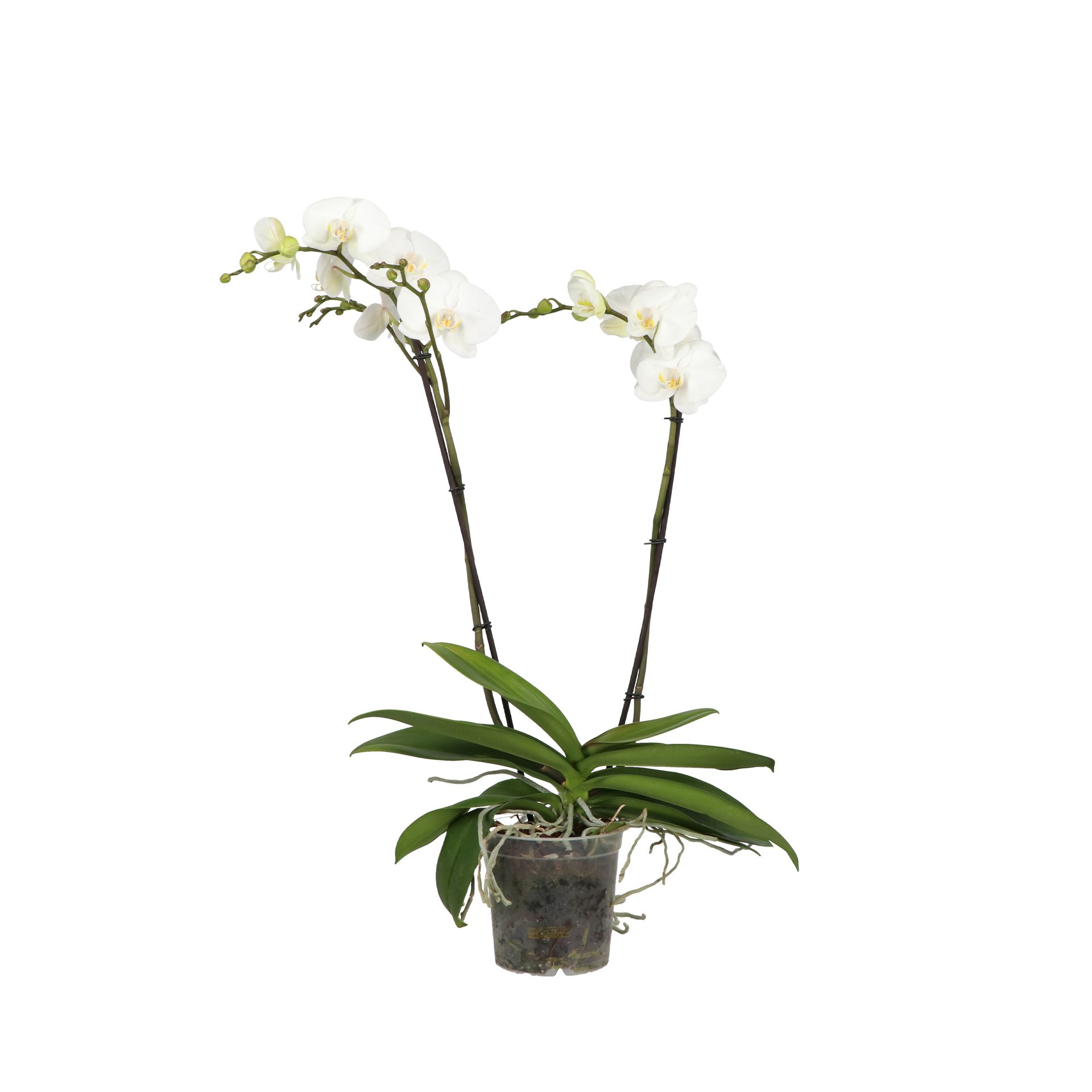 Queen P17 A2 Classico 2 spike, D 17 cm