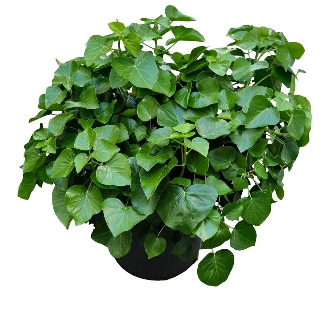 Hedera h. Arbori Compacta c10, D 30