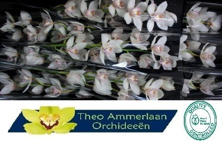 Цимбидиум Вайт Кристалл x9 60, шт.