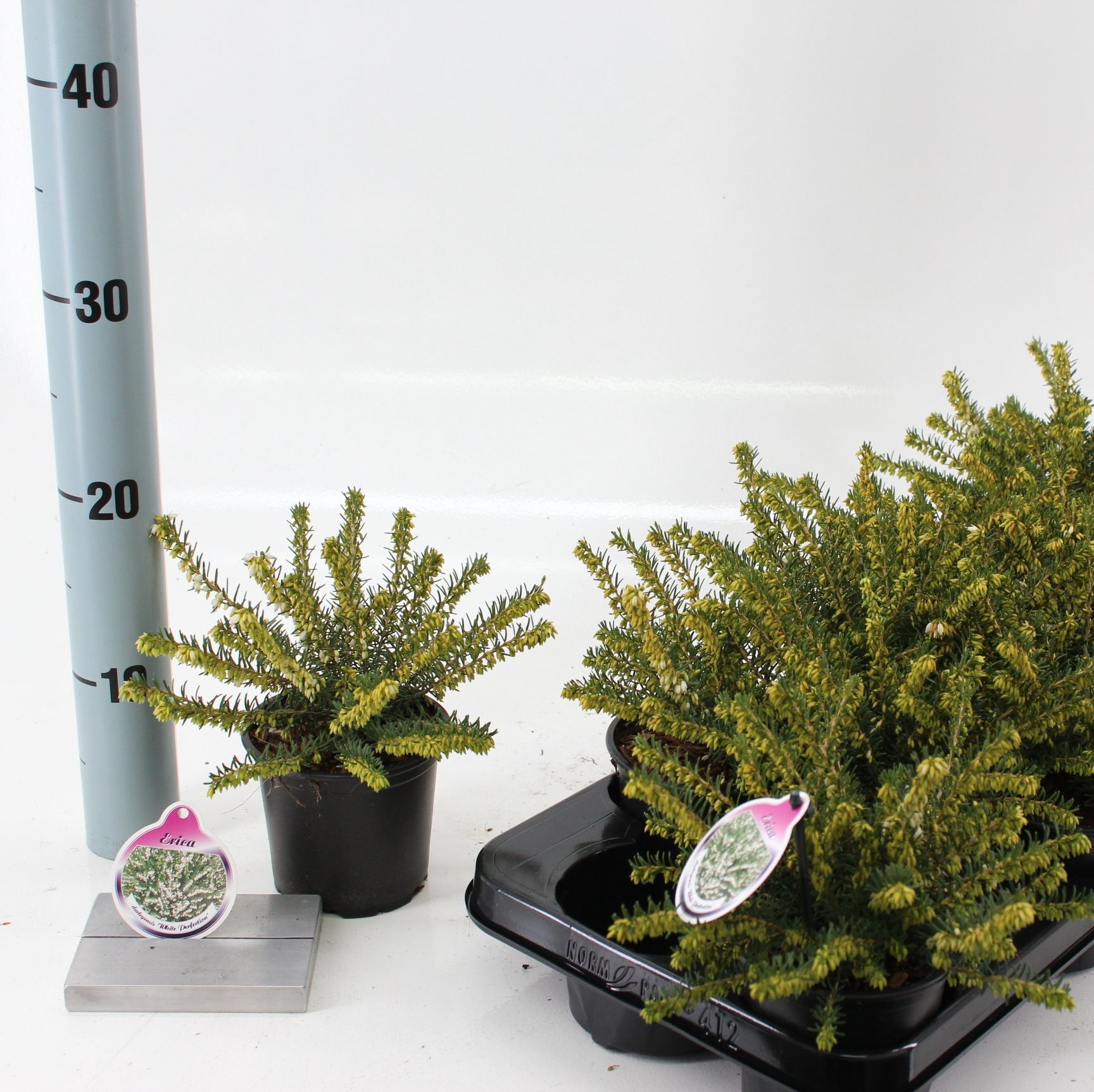 Erica darl. 'White Perfection', D 10,5