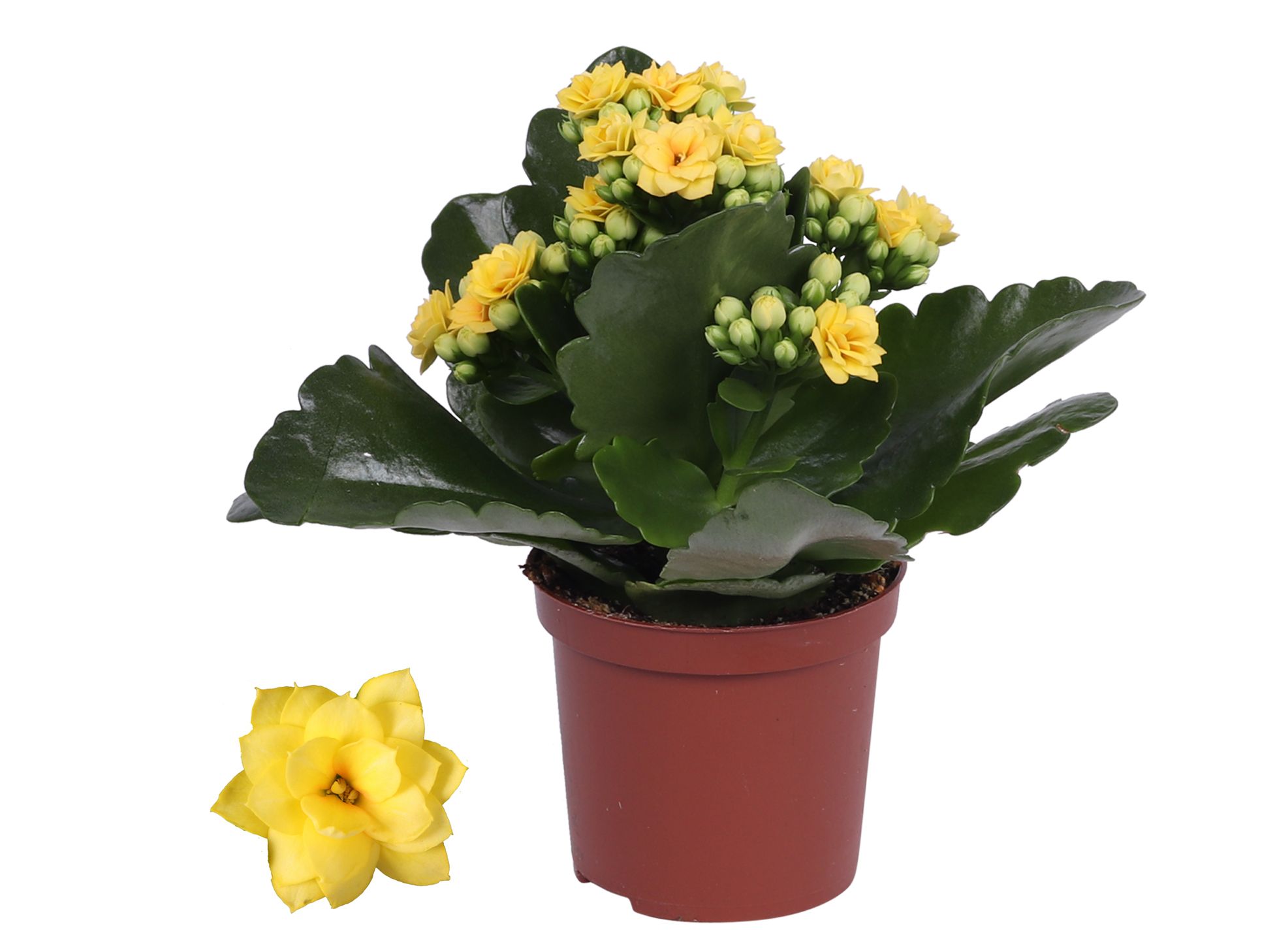 Kalanchoe Rosalina 07cm Don Amarillo geel, Zonder hoes, D 7