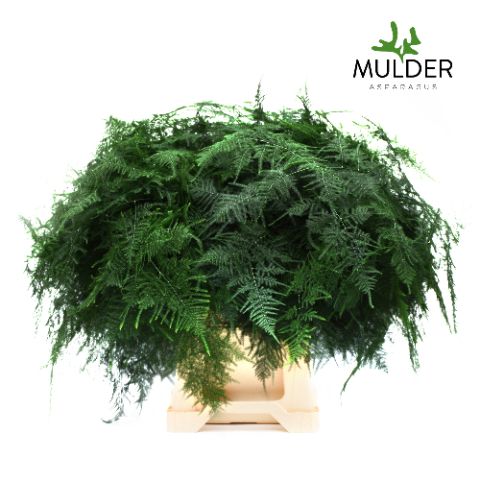 Аспарагус Сетацеус 65, шт.