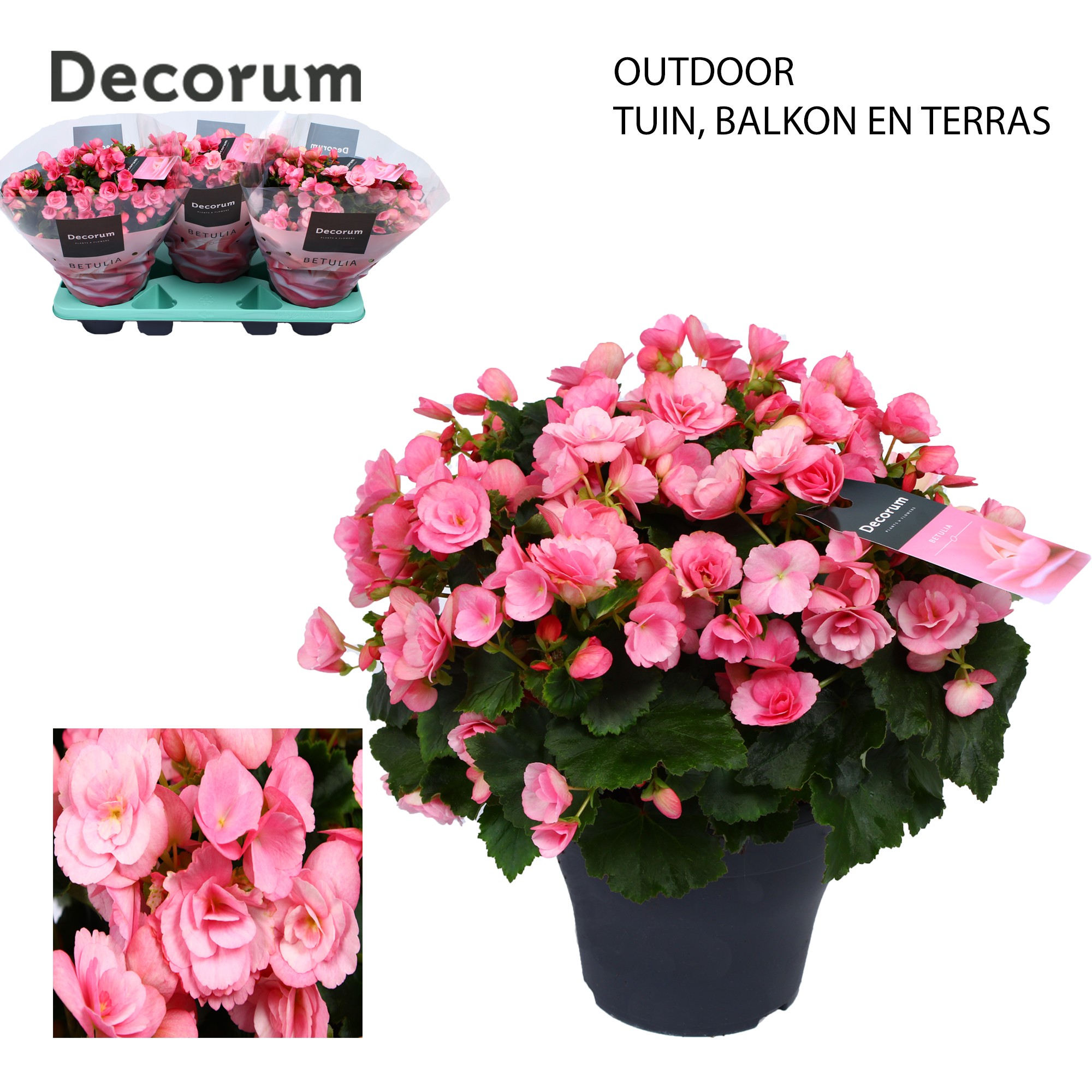 Betulia candy 19cm outdoor Decorum, D 19