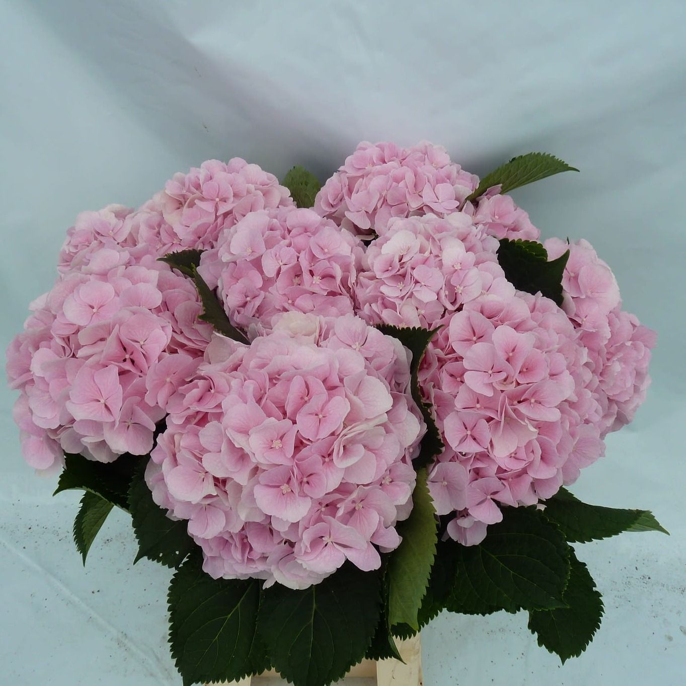 Гортензия Верена Пинк 65, шт.