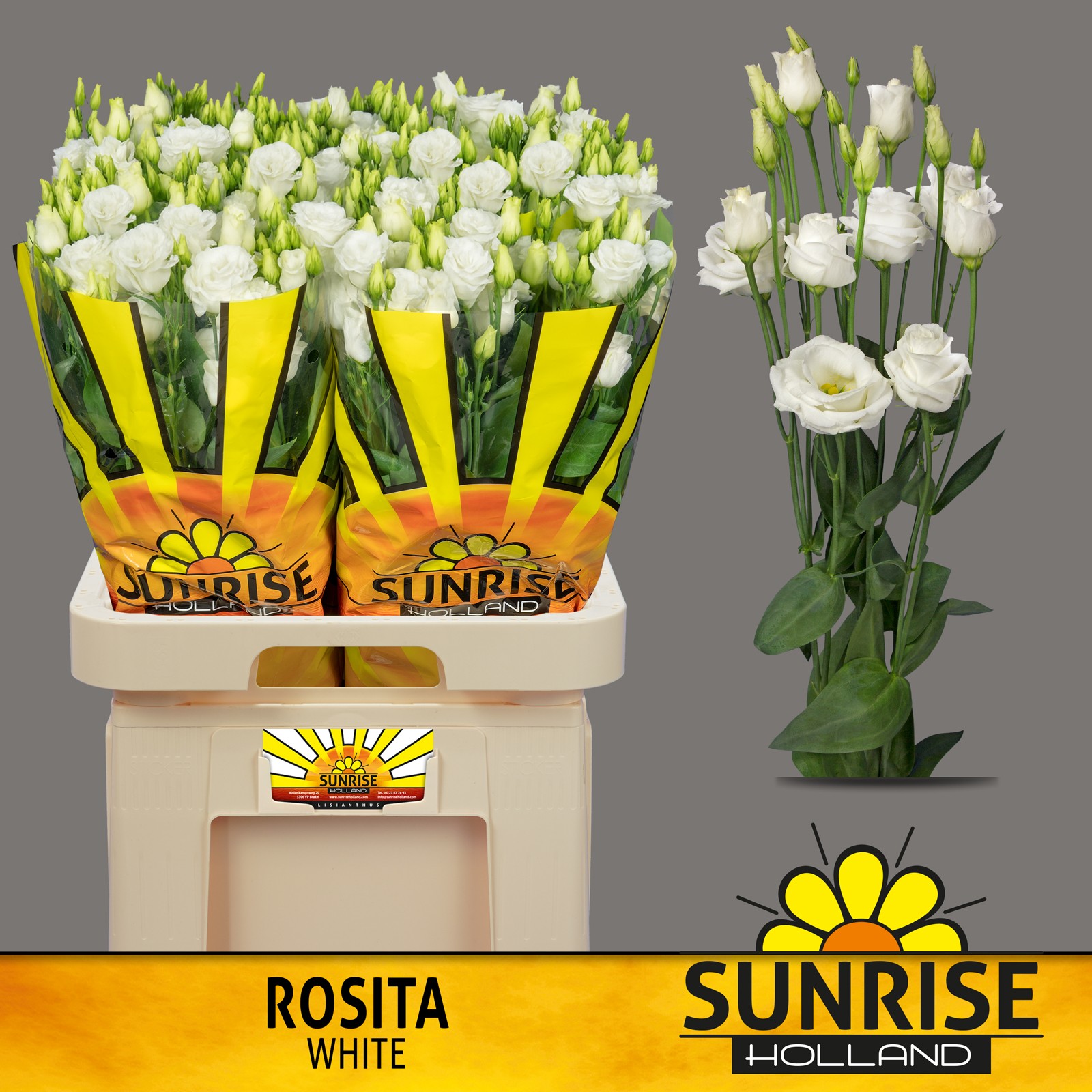 Эустома Розита Вайт 70 (бел.), шт.