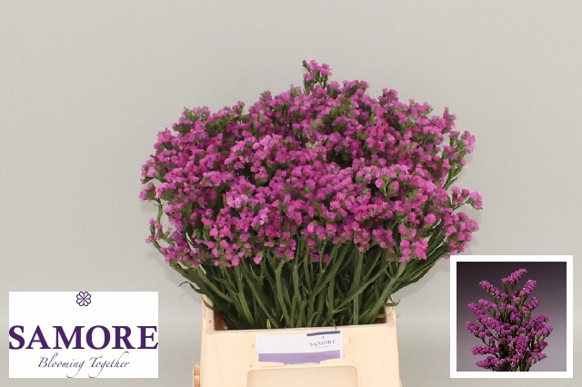 Статица Роза Сан Бедрс 45, шт.