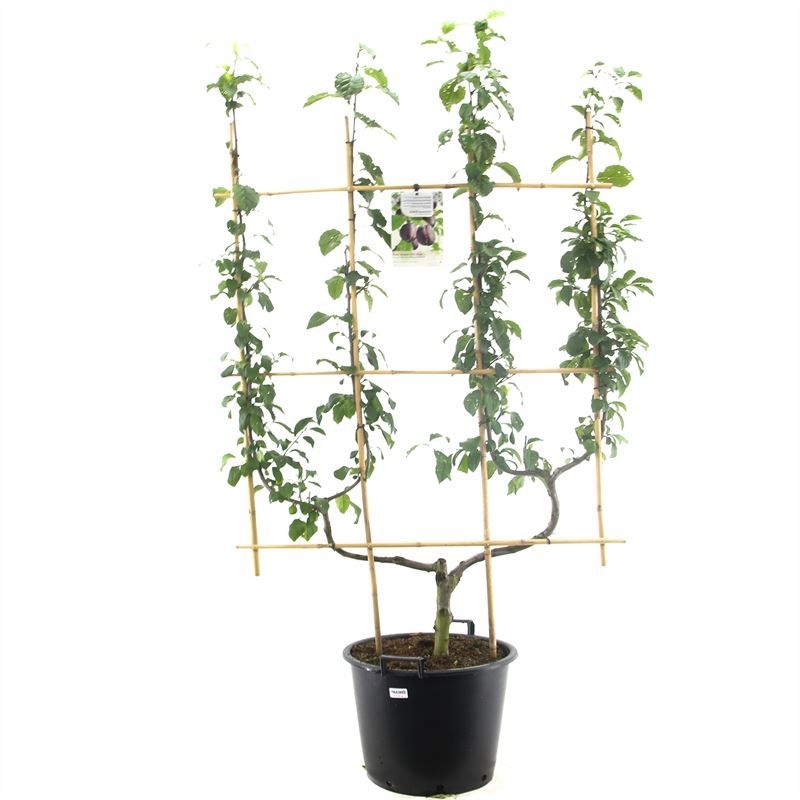 Prunus dom. Hauszwetsche dub. U Donkerblauwe pruim, D 45