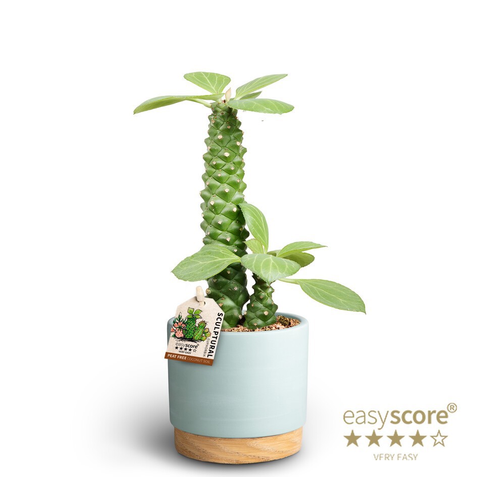Woodbase Sky Blue, Euphorbia rithciei ´Sculpture´, D 10
