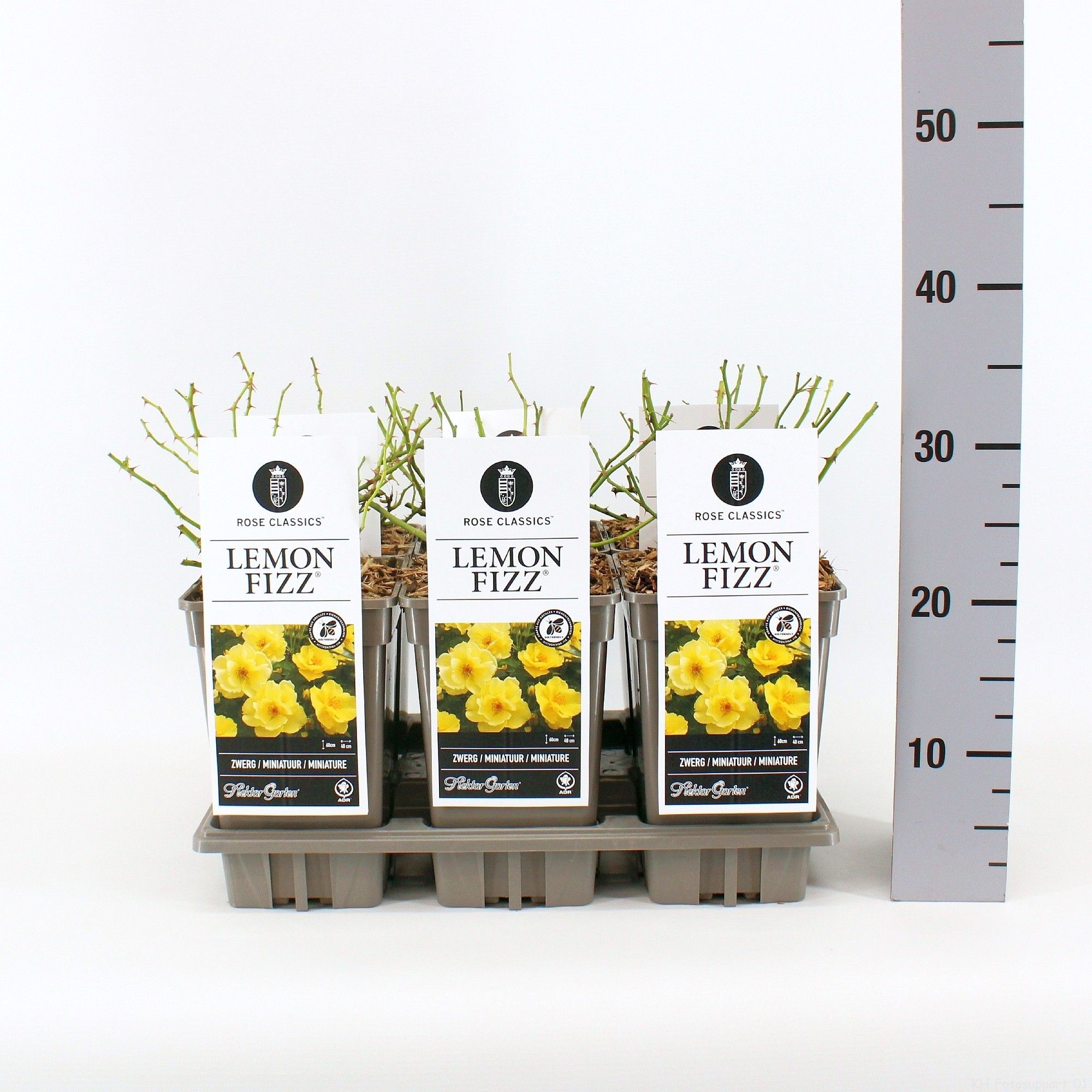 Rosa (H) Lemon Fizz ®, C3, D 17 cm