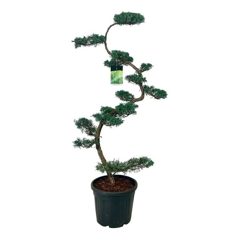 Juniperus virg. 'Grey Owl', D 50