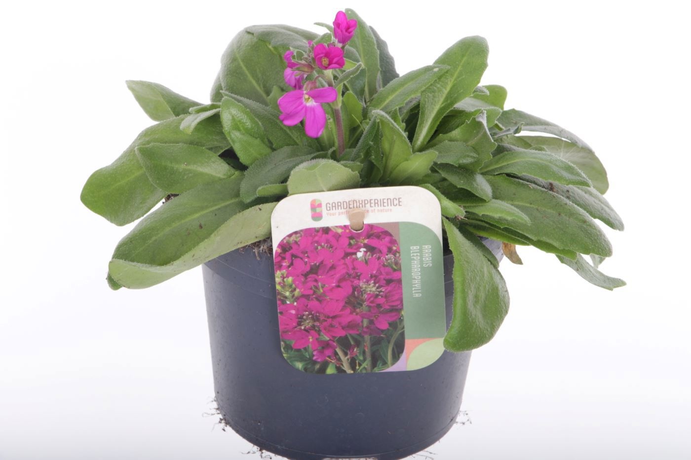 Arabis blepharophylla, D 13