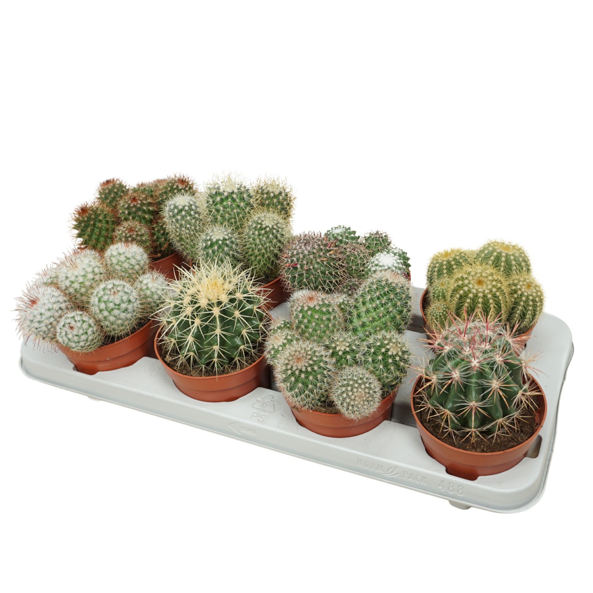 Bolcactus mix 12 cm, D 12