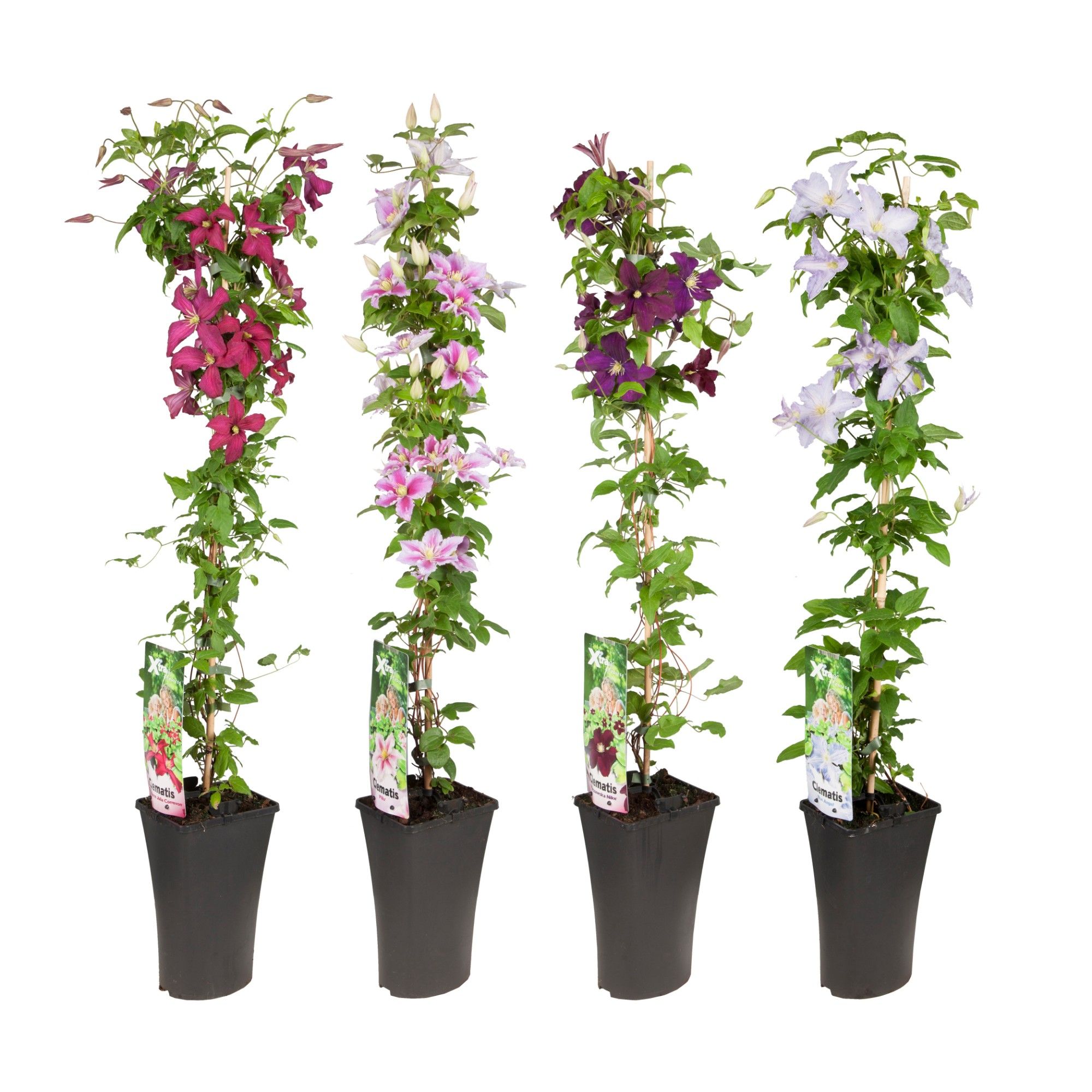 Mixtray Clematis S-90 +light label, D 17