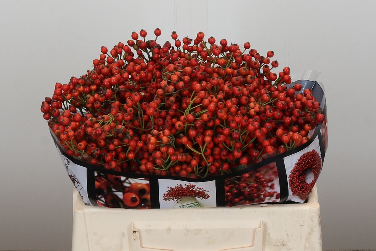 Рузботель Отем Роузфрутс 35, шт.