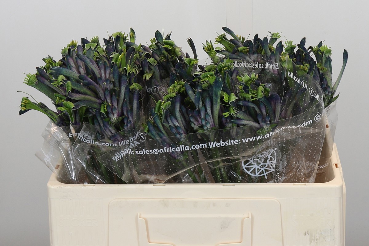 Анигозантус Селебрейшенс Маскарад 50, шт.