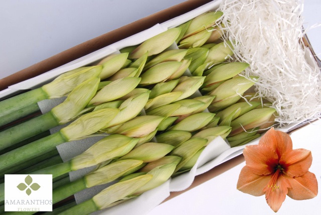 Амарилис Риллона (сальм.) x18, шт.