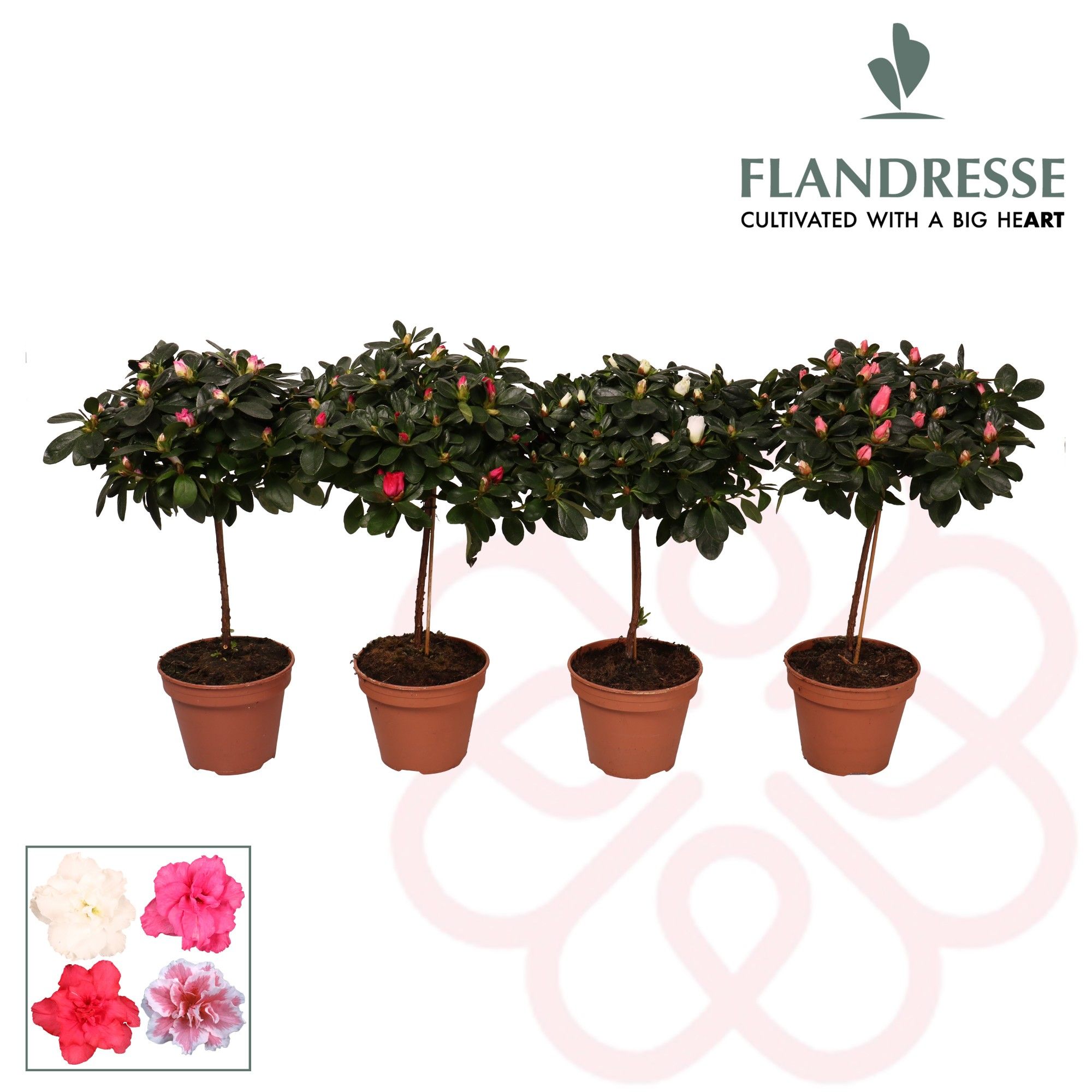 Azalea Flandresse® stam 'gemengd' 20 - 22 cm, D 13 cm