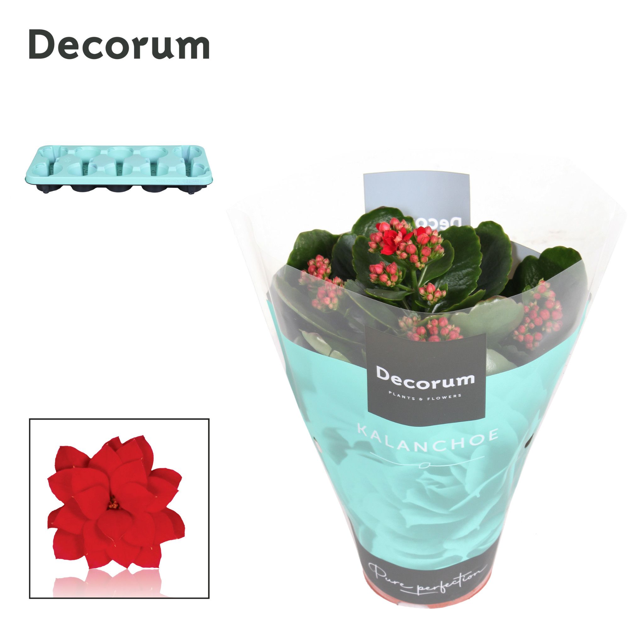 Kalanchoe Decorum - Red, D 10,5