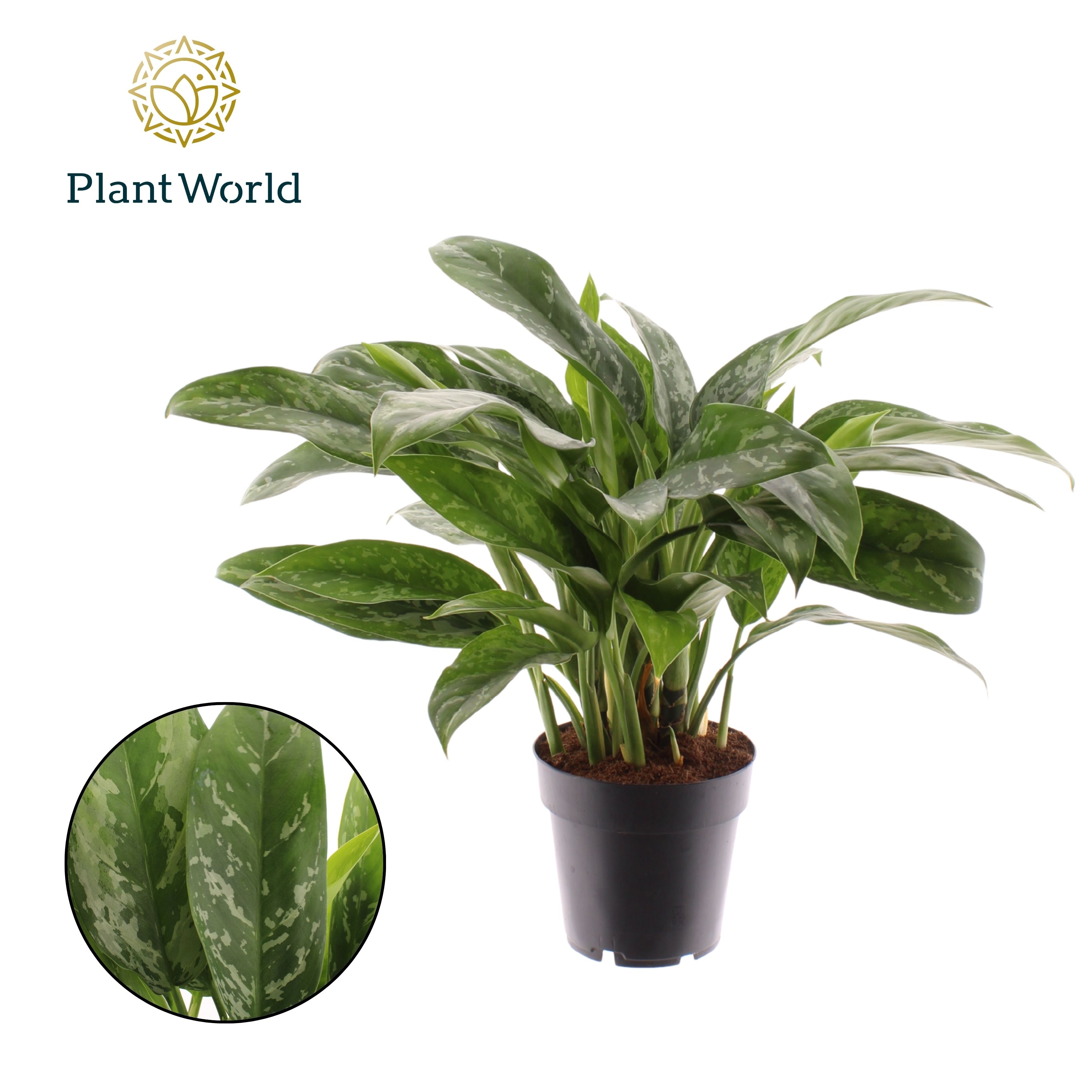 Aglaonema Green Lady, D 14 cm Aglaonema Green Lady, D 14 cm