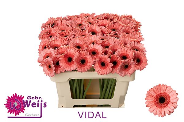 Гермини Видаль, шт.