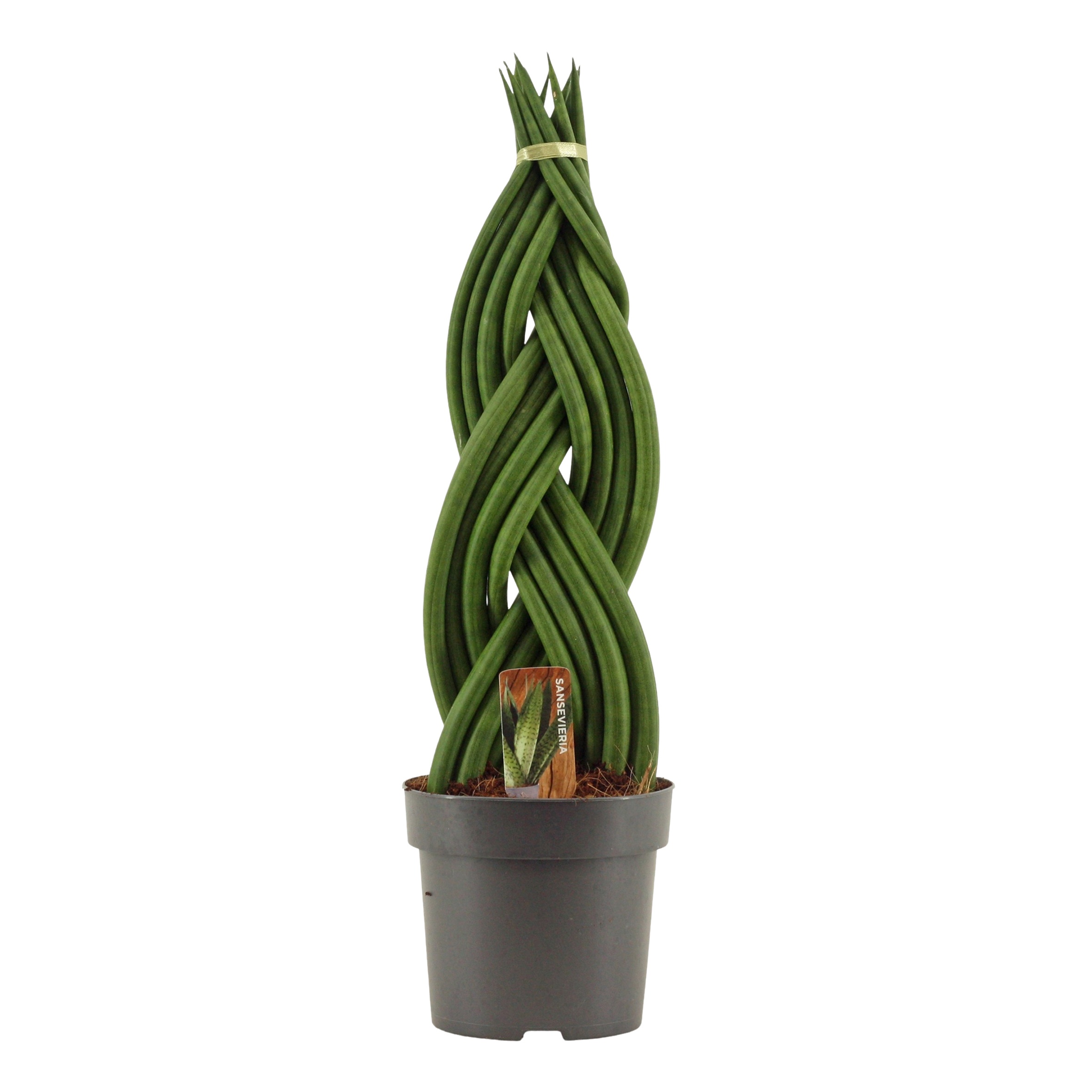 Sansevieria Cylindrica 14 cm Braid, D 14