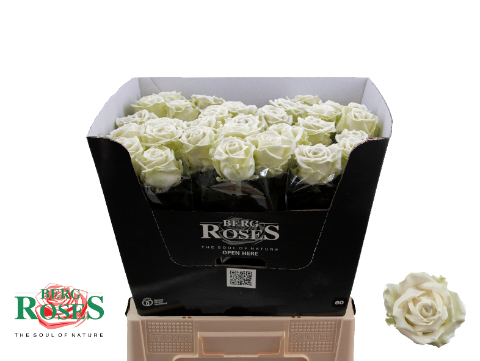 Роза од. Овериг в воске 60, шт.