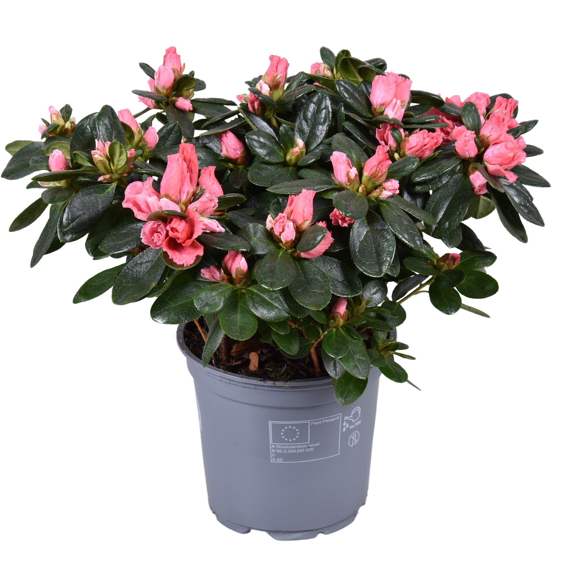 Azalea Vogel 'Luntera' zalm 12cm, D 12