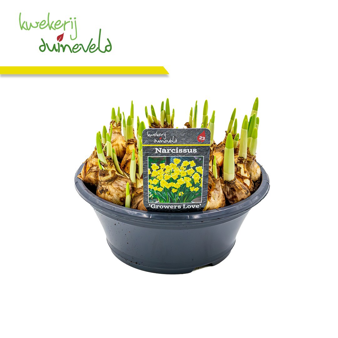 Narcis Growers Love P23, D 23 cm