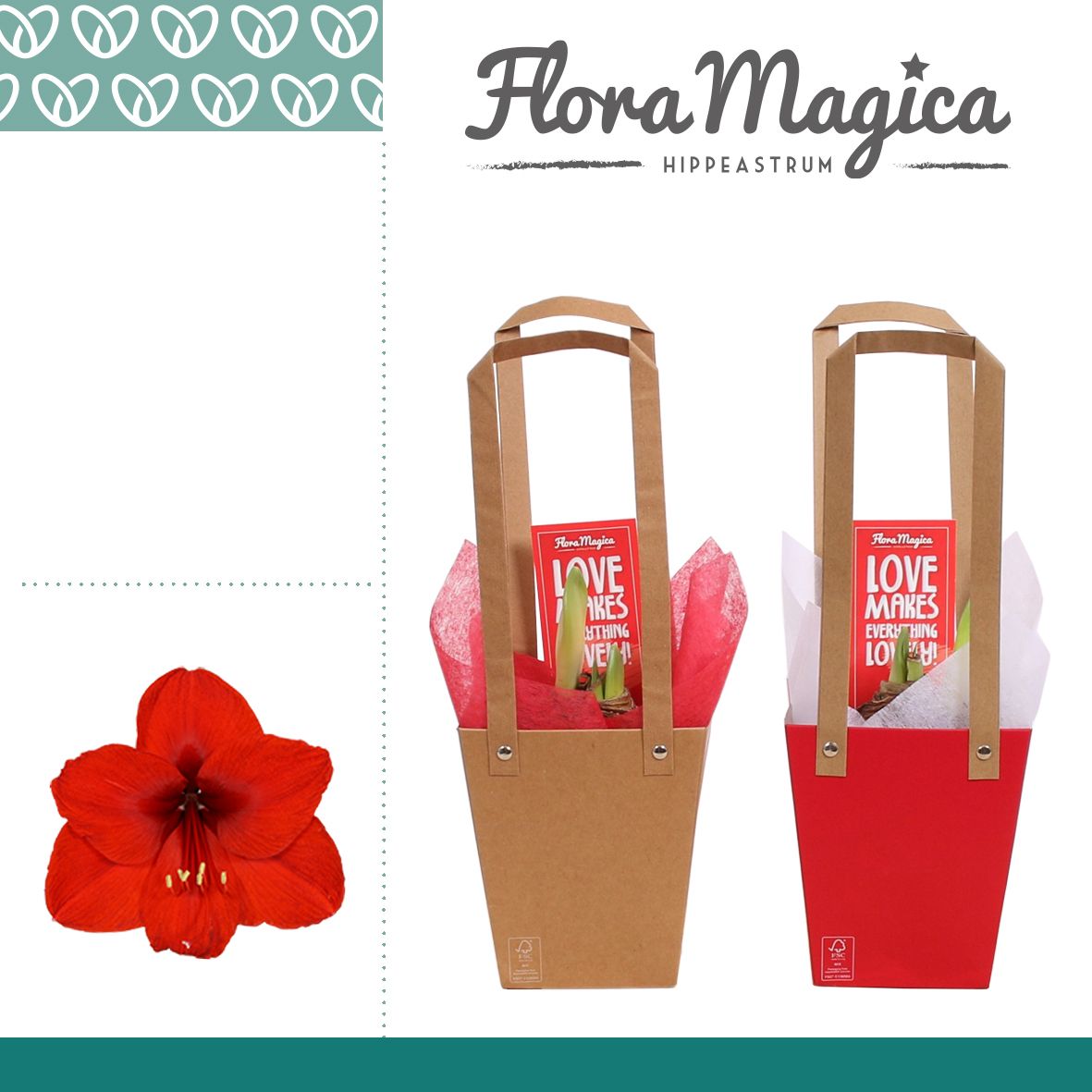 Amaryllis Rood 2 Knop in Giftbag LOVE, D 12