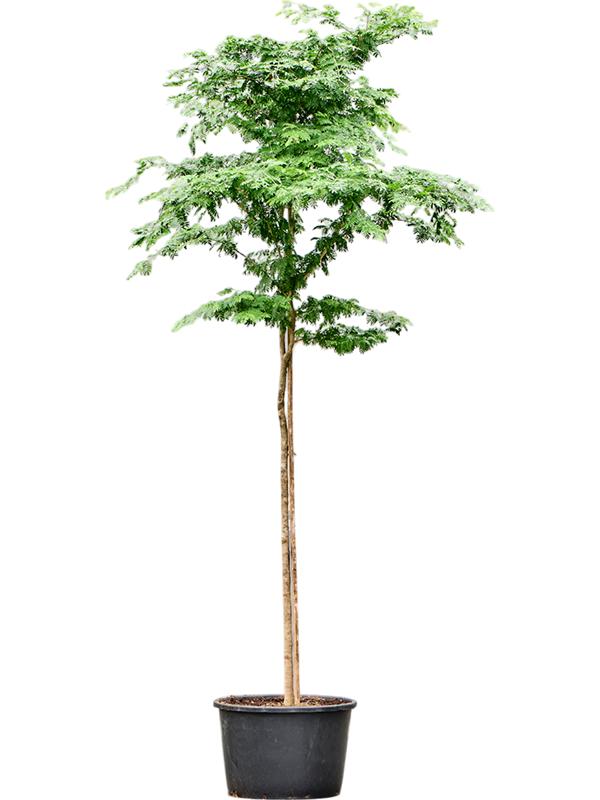 Bulnesia arborea (400-500), D 80