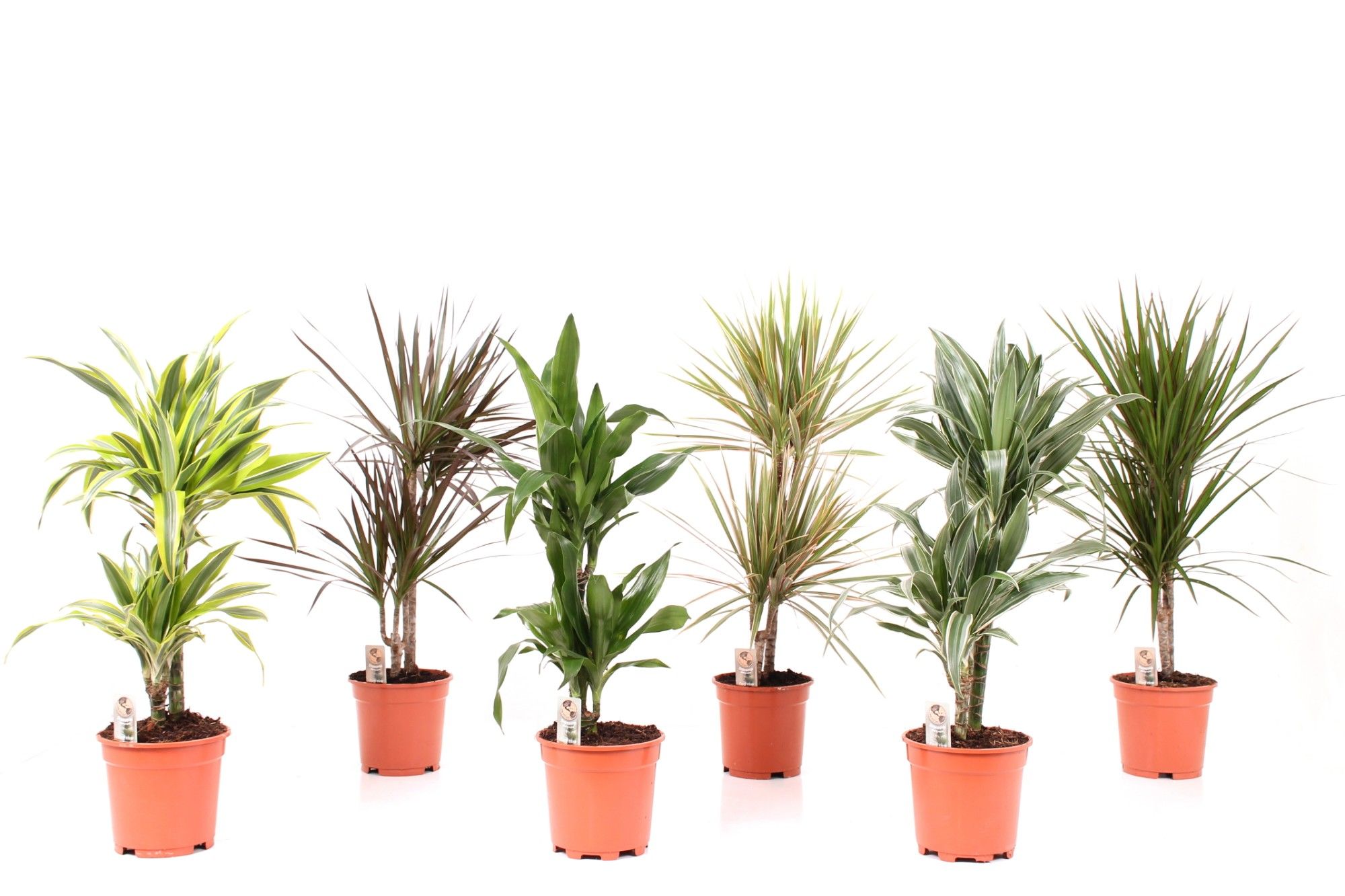 Dracaena mix P17 6 soorten, D 17