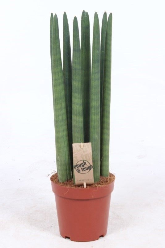 Sansevieria Straight, D 17