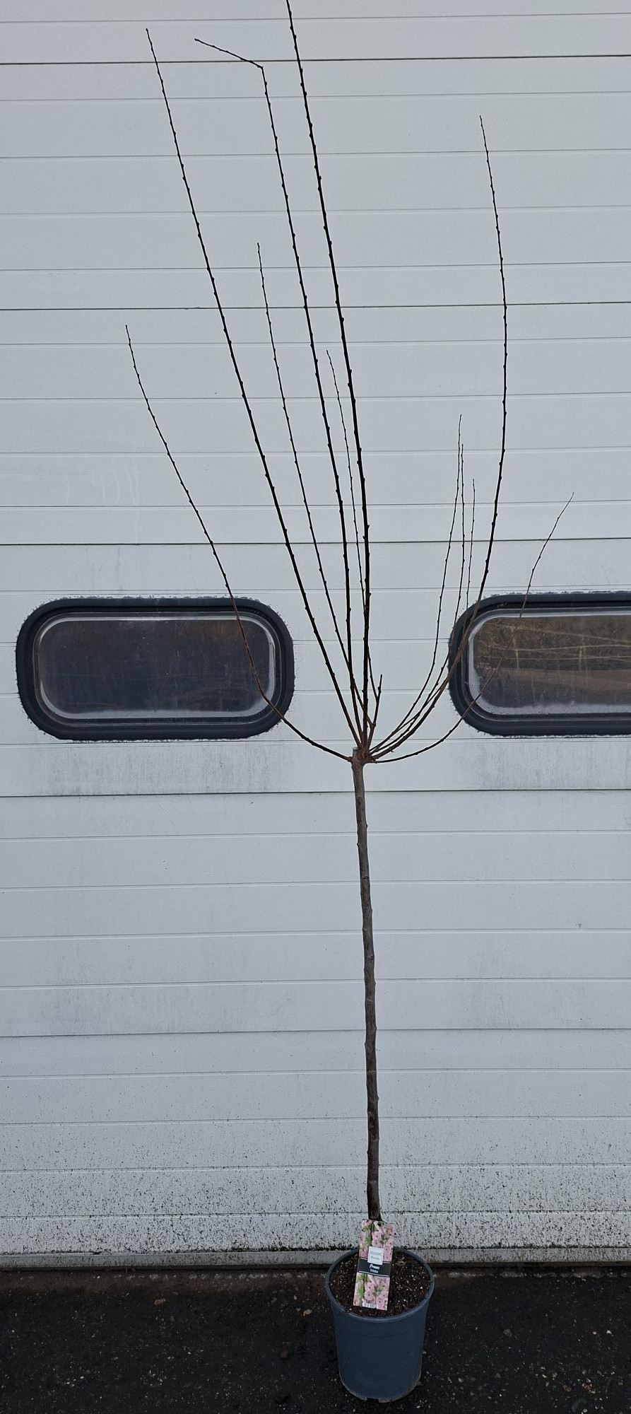 Prunus Triloba stam 100, D 24