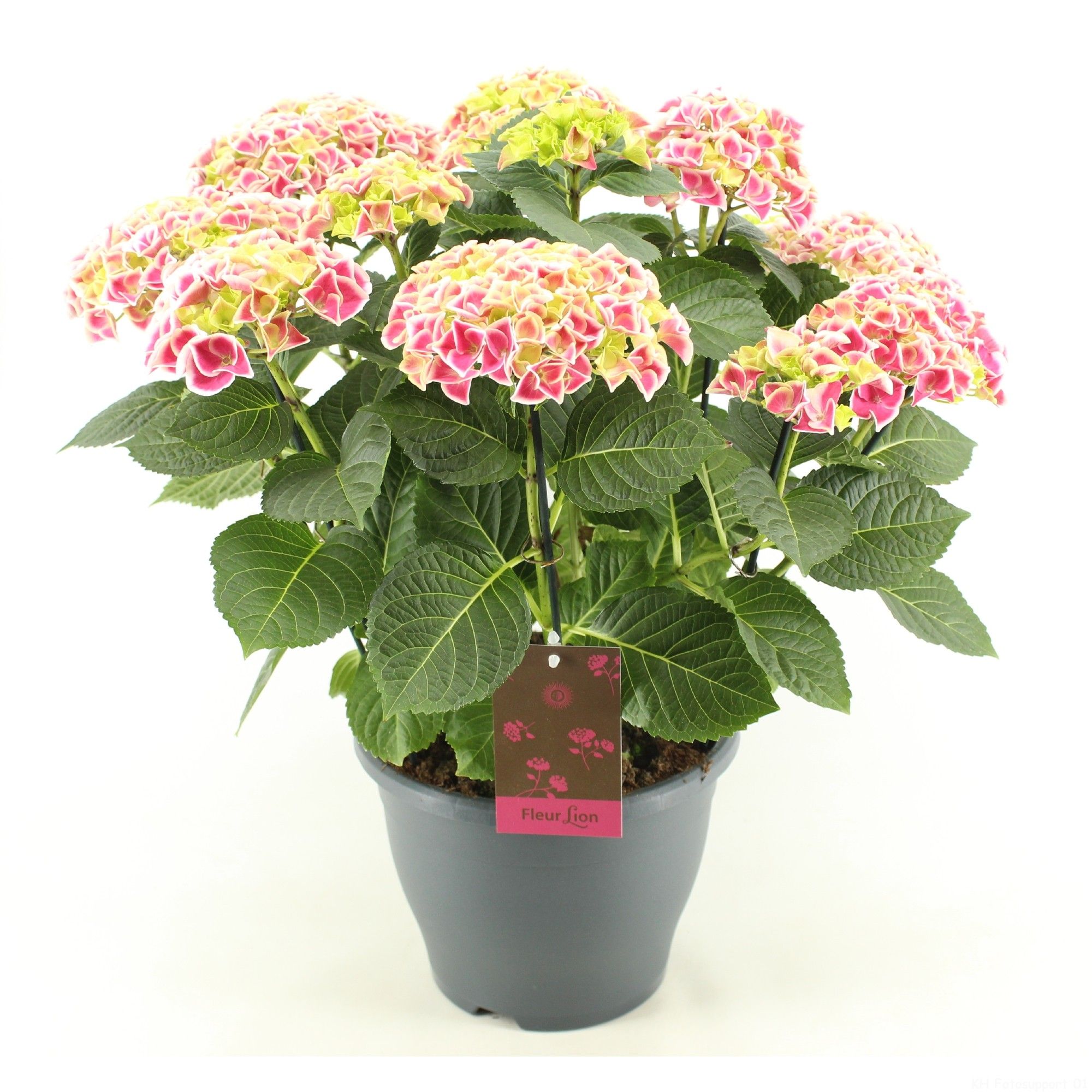 Hydrangea Candy Heart, D 23