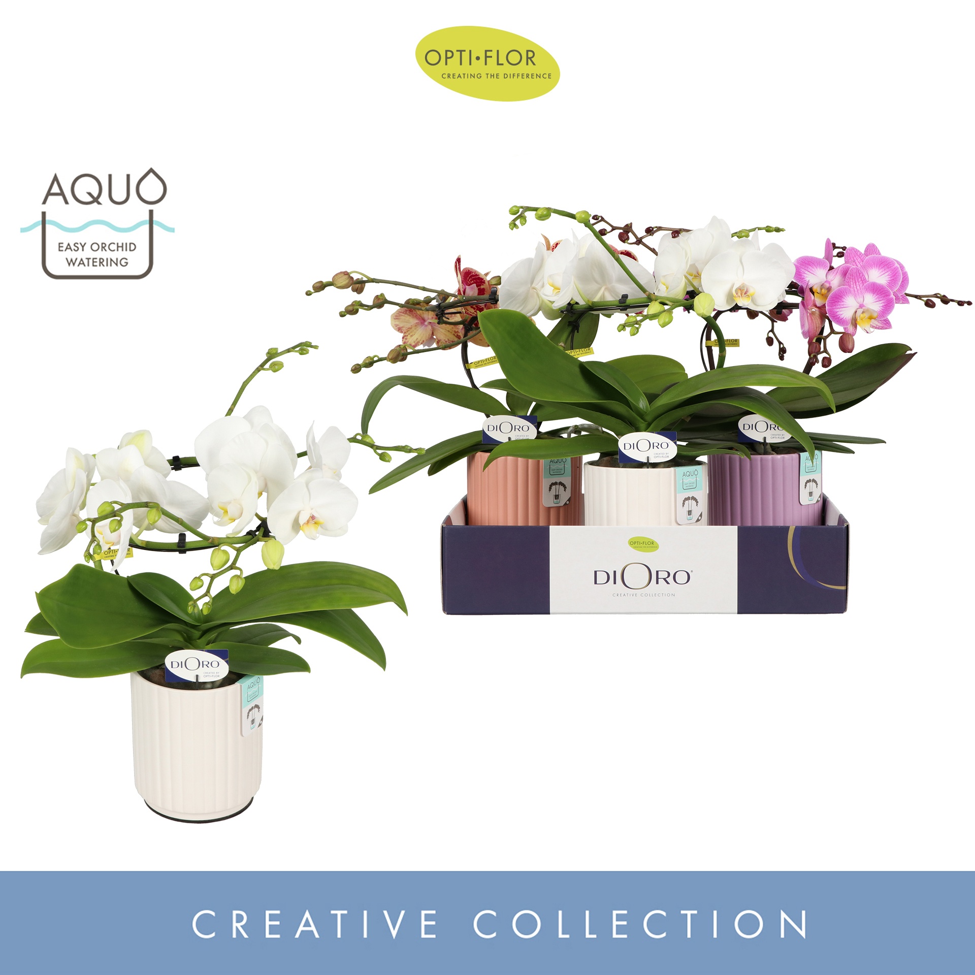 Dioro Mix 2 spike in Molise Mix Aquo, D 12 cm