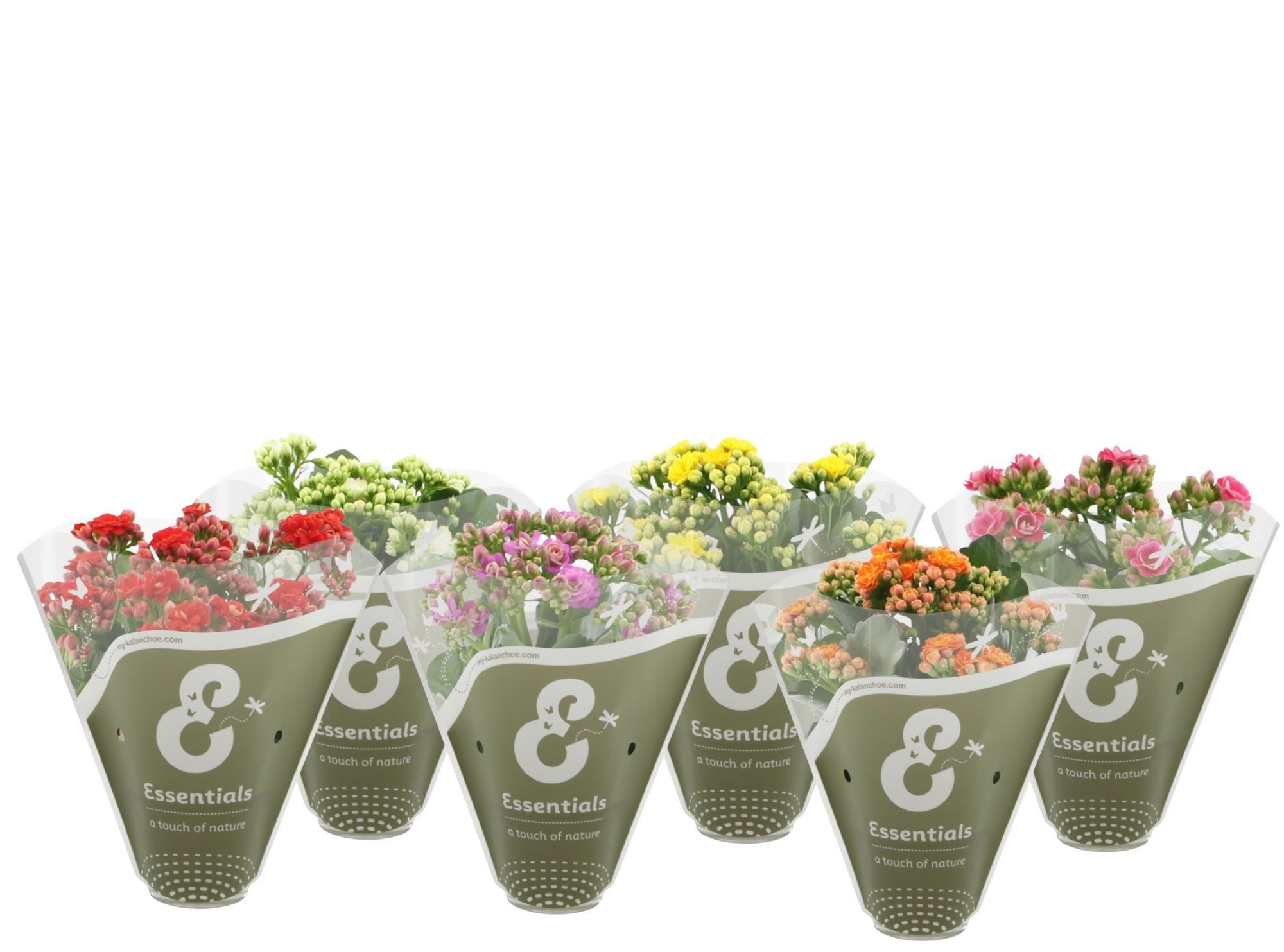 Kalanchoë 5 color mix in Essentials sleeve, D 12 cm