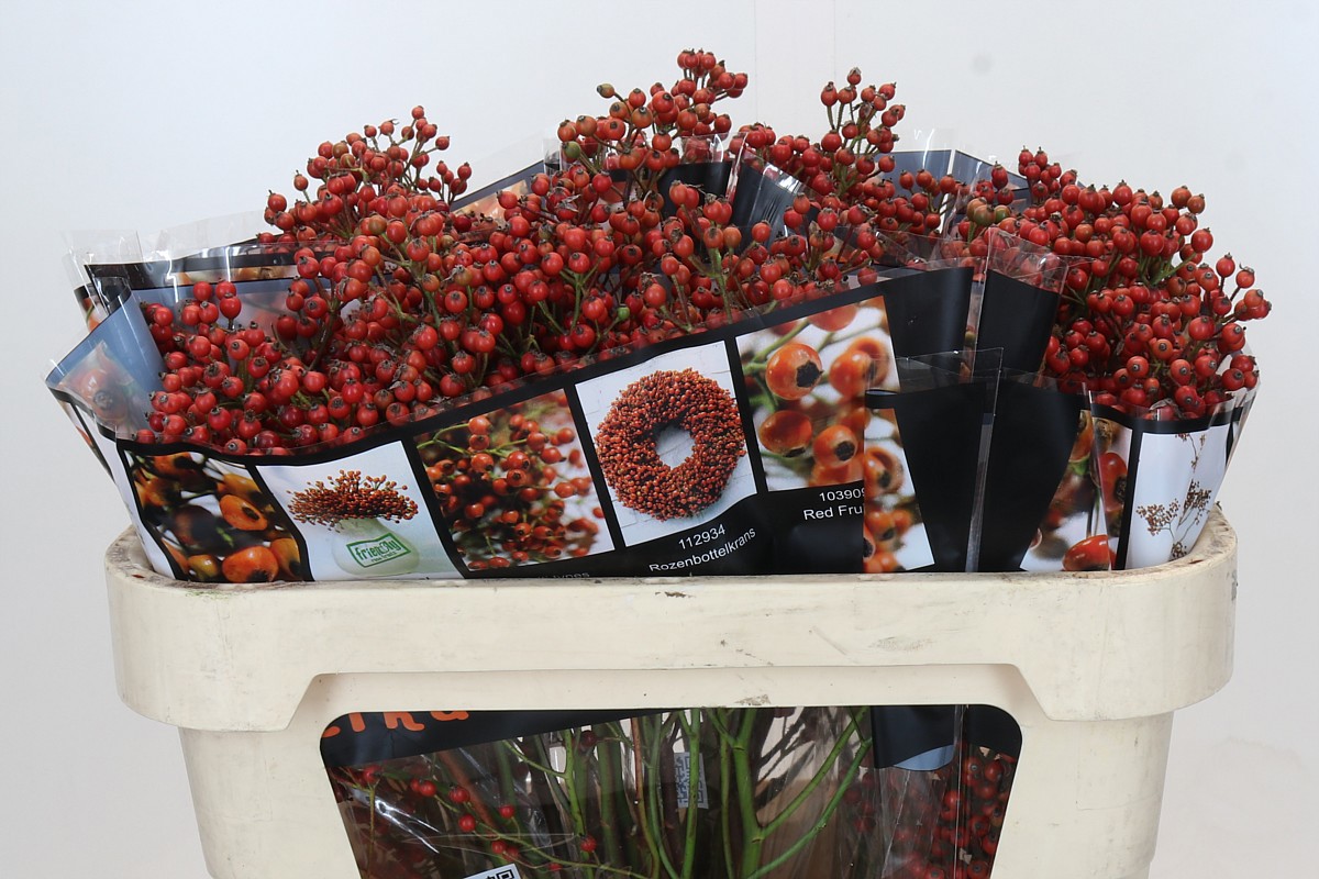 Рузботель Отем Флаш 70, шт.