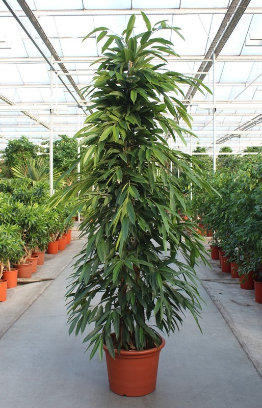 Ficus Amstel King, D 50