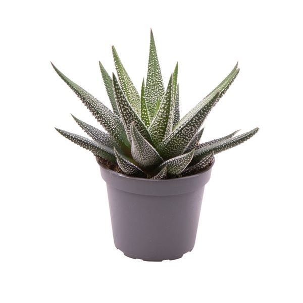 Haworthia Concolor, D 6 cm