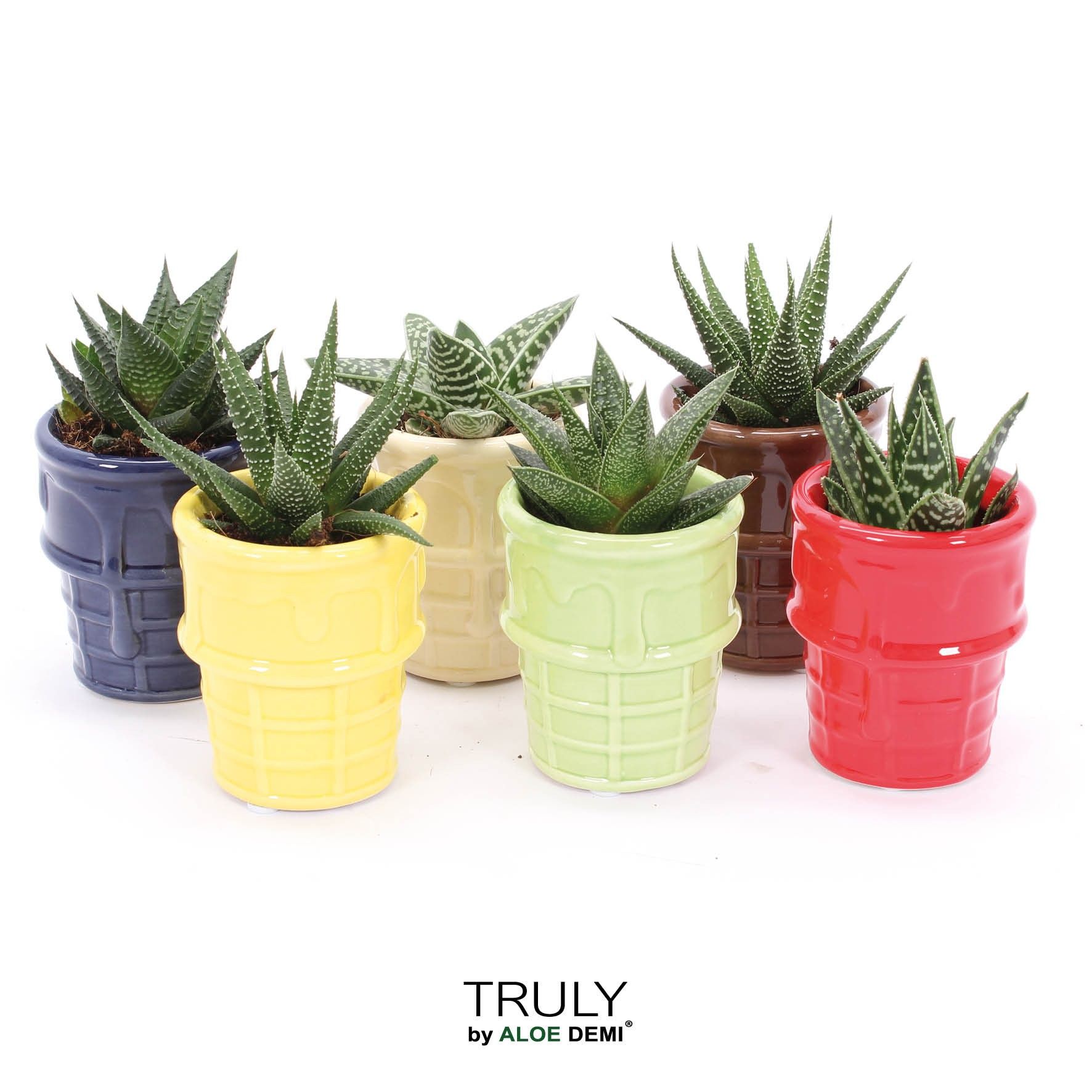 TRULY Haworthia Gasteria, ice cream, D 8