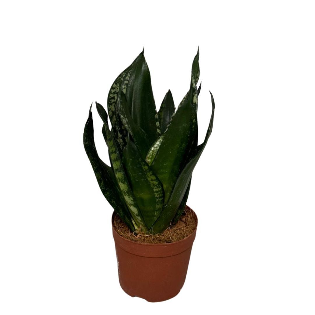 Sansevieria Silver flame, D 9