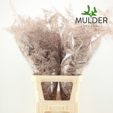 Аспарагус Овериг Крашеный (краш. ) 85, шт.