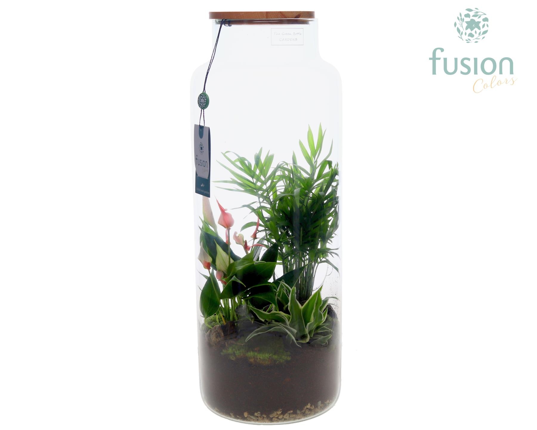 Vaas glas met kamerplanten, D 19 cm