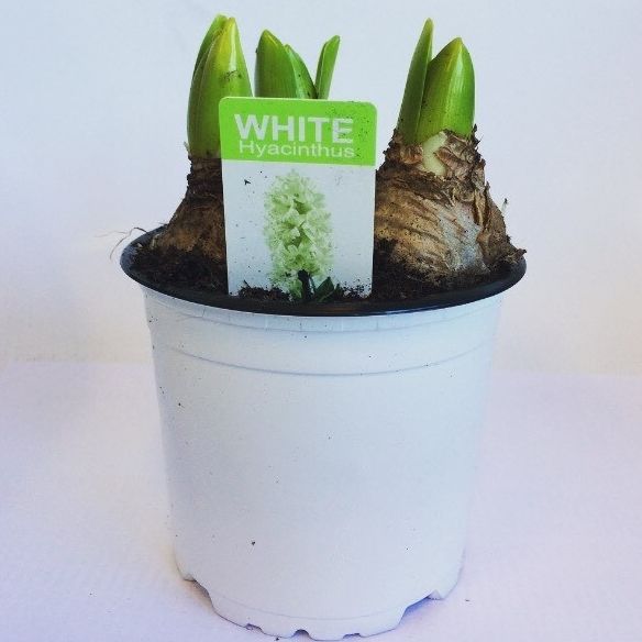 Hyacint White Pearl in gekleurde pot, D 12