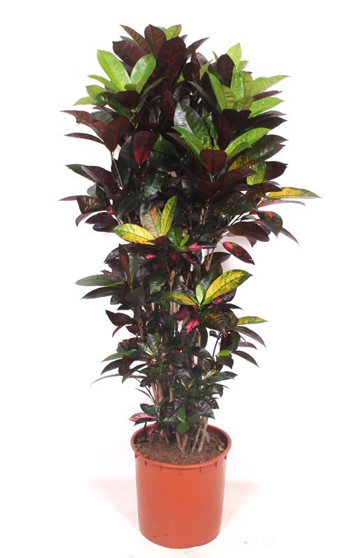 Codiaeum Iceton (Croton Iceton), D 34