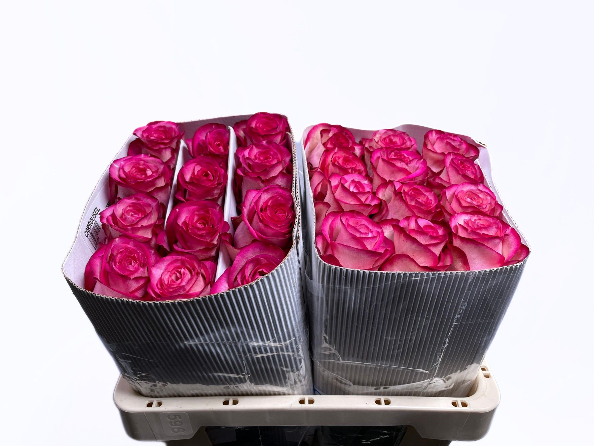 Роза од. Карусель 50, шт.