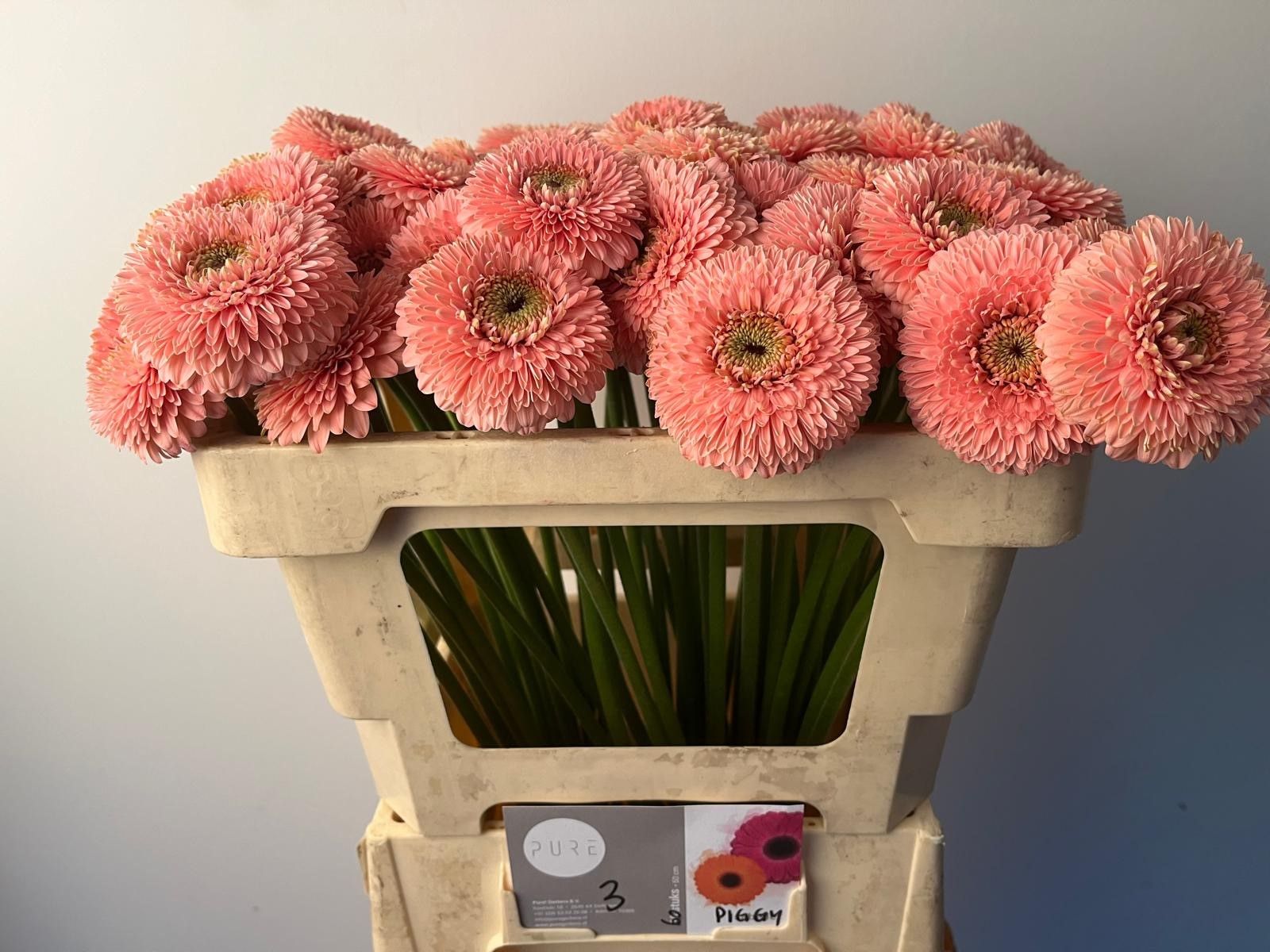 Гермини Помпон Пигги, шт.