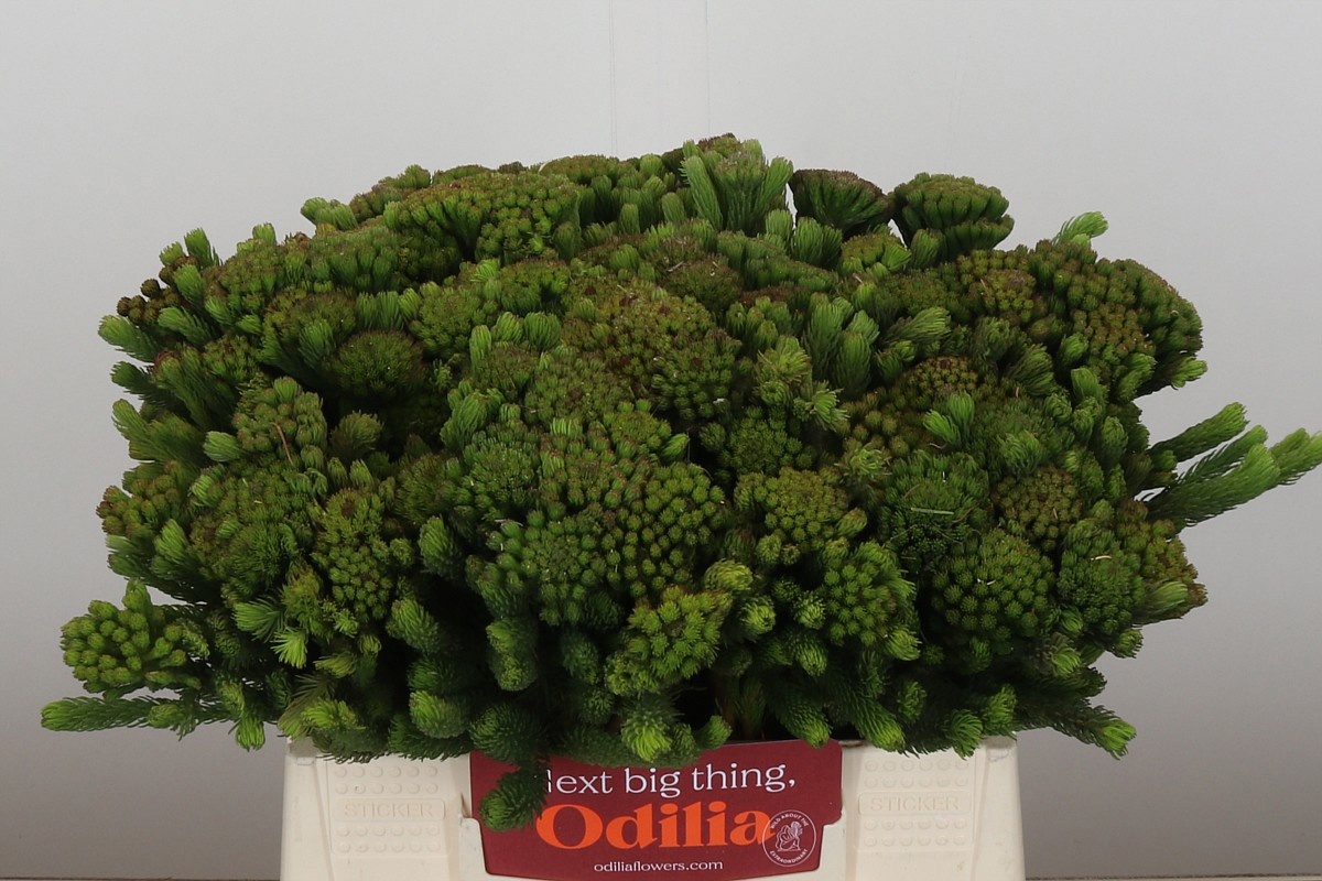 Бруния Альбифлора 40, шт.